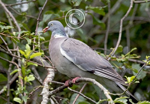 Woodpigeon DM1844